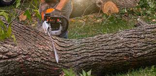 Best Tree Preservation Services  in Vadnais Heights, MN