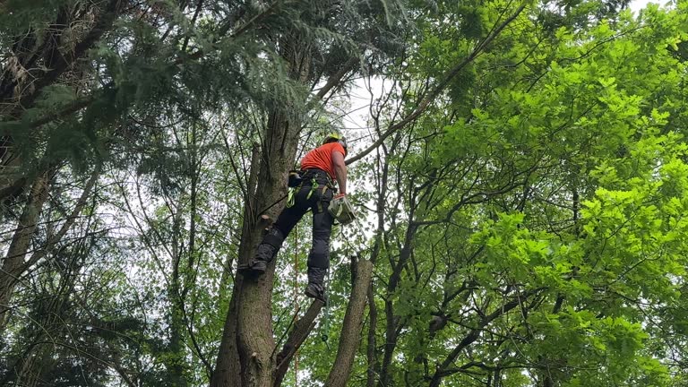 Best Tree Maintenance Programs  in Vadnais Heights, MN