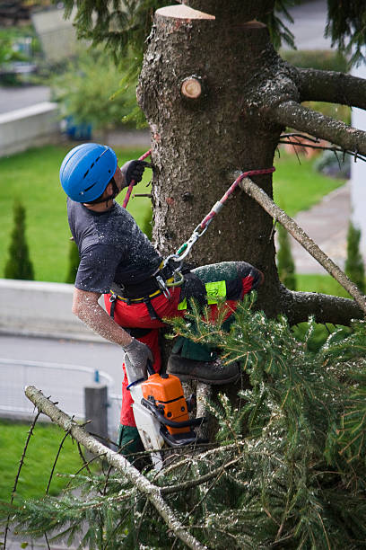 Best Hazardous Tree Removal  in Vadnais Heights, MN