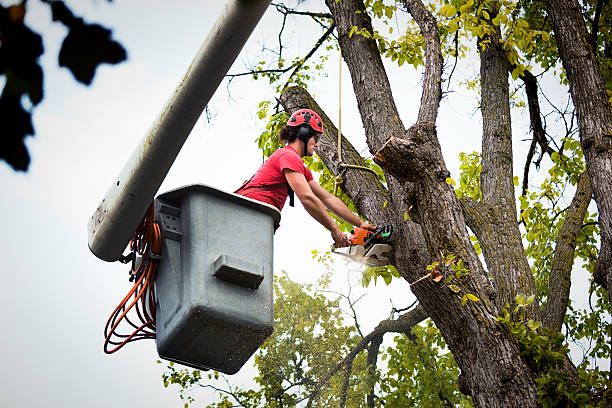 Best Stump Grinding and Removal  in Vadnais Heights, MN