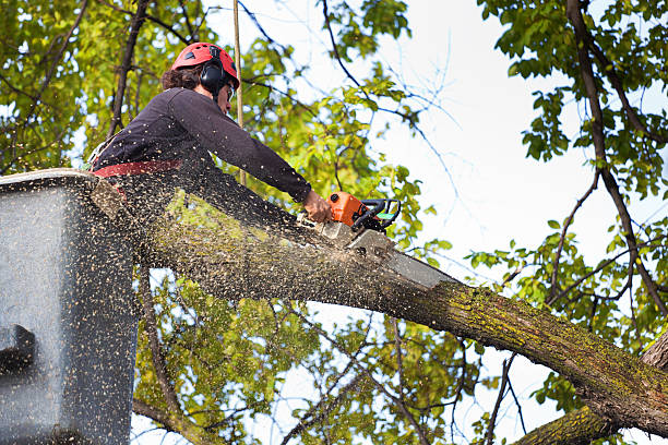 Best Tree and Shrub Care  in Vadnais Heights, MN